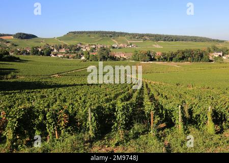 Weinberg. Mercurey. Bourgogne. Saône-et-Loire. Frankreich. Europa. Stockfoto