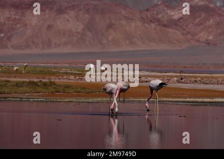 Flamingos im BIOSPHÄRENRESERVAT LAGUNA CARACHI PAMPA, Catamarca, Argentinien Stockfoto