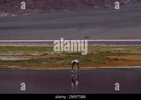 Flamingos im BIOSPHÄRENRESERVAT LAGUNA CARACHI PAMPA, Catamarca, Argentinien Stockfoto