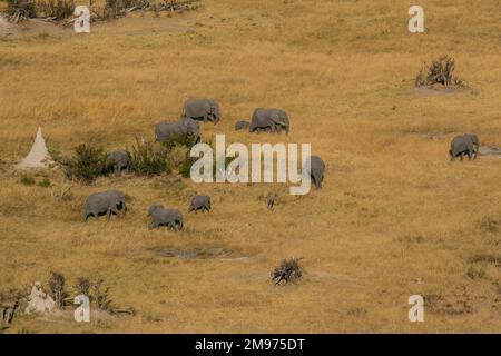 Luftaufnahme afrikanischer Elefanten (Loxodonta africana) beim Spaziergang im Okavango-Delta, Botsuana. Stockfoto