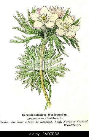 Botanisches Bild der Anemone narzissiflora Stockfoto