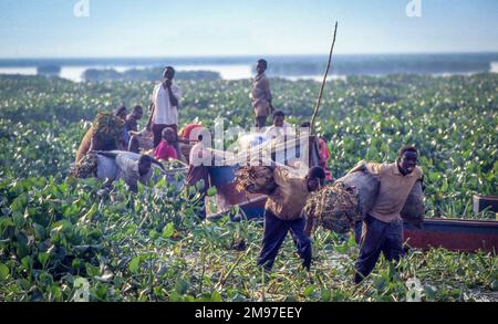 Uganda, Fischerei am Victoria-See. Wasserhyazinthen sind eine Pflanze, die die Fischbestände bedroht und daher für viele pe eine Umweltkatastrophe darstellt Stockfoto