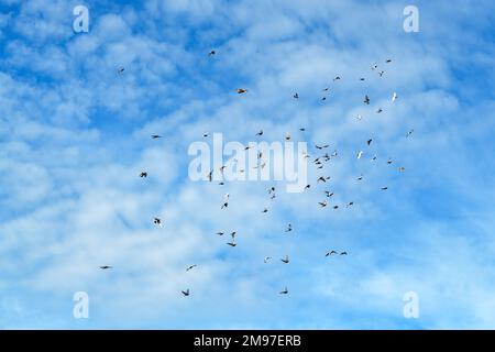 Taubenschwärme, die am sonnigen Herbsttag über den blauen Himmel fliegen, Blick aus dem niedrigen Winkel Stockfoto