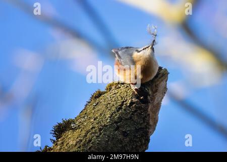 17. Januar 2023: Nuthatch (Sitta europaea) sammelt Federn, vielleicht um seinen Damm bei der Kälteerwärmung in dieser Woche zu isolieren. Burley-in-Wharfedale, West Yorkshire, England, Großbritannien. Kredit: Rebecca Cole/Alamy Live News Stockfoto