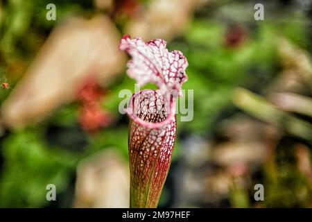 Sarracenia Leucophylla. Weiße Schlauchpflanze. Fleischfressende Pflanze Stockfoto