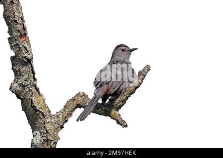 Ein Katzenvogel blitzt seinen kastanienbraunen Schwanz auf, während er auf einem Ast steht, weißer Hintergrund Stockfoto