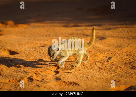 Erdmännchenbaby (Suricata suricatta) durchquert die Wüste auf orangefarbenem Boden von rechts nach links auf der Suche nach Nahrung. Kalahari, Südafrika Stockfoto