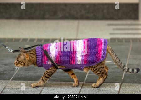 Eine Katze auf einer Spur in Southport, Lancashire. UK Weather, 17. Januar 2023. Grumpy Aslam eine gestreifte Ingwer Tom Cat, die in einen gestrickten Wintermantel gewickelt ist, ist unglücklich über die Frostwetterbedingungen im Januar, nachdem sie einen Spaziergang durch die Stadt gemacht hat. Stockfoto