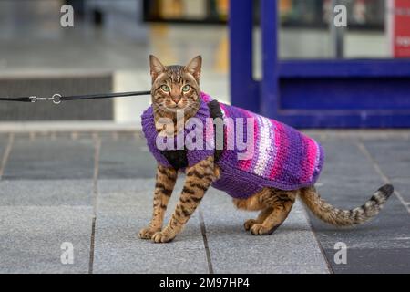 Eine Katze auf einer Spur in Southport, Lancashire. UK Weather, 17. Januar 2023. Grumpy Aslam eine gestreifte Ingwer Tom Cat, die in einen gestrickten Wintermantel gewickelt ist, ist unglücklich über die Frostwetterbedingungen im Januar, nachdem sie einen Spaziergang durch die Stadt gemacht hat. Stockfoto