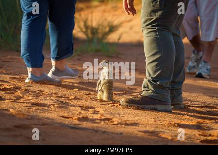 Erdmännchen (Suricata suricatta) sitzt aufrecht auf orangefarbenem Boden zwischen den Beinen der Touristen. Kalahari, Südafrika Stockfoto