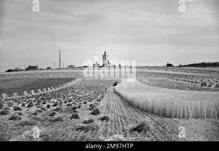 Ein teilweise geerntetes Maisfeld mit einem Leuchtturm und Bauernhöfen am Horizont. Stockfoto