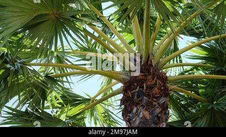 Nahaufnahme einer Fächerpalme mit Ästen und Blättern Stockfoto