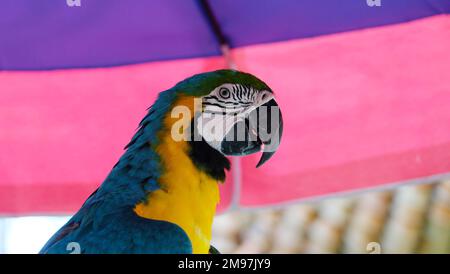 Nahaufnahme eines Blau-Gelb-Aras, auch bekannt als Blau-und-Gold-Ara, mit offenem Auge. Stockfoto