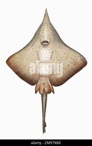 Raja rhina oder Longnose Skate. Stockfoto