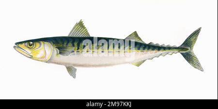 Scomber scombrus oder Atlantic Mackerel. Stockfoto