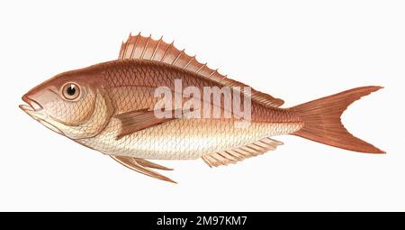 Pagellus erythrinus oder Gemeine Pandora, eine Art von Seebrassen. Stockfoto