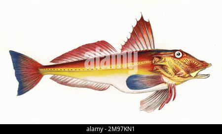 Trigla cuculus oder Blochs Gurnard, manchmal auch als Red Gurnard bezeichnet. Marcus Elieser Bloch war deutscher Arzt und Naturforscher des späten 18. Jahrhunderts. Stockfoto