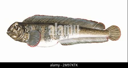 Anarhichas lupus, auch bekannt als Seawolf, Atlantic Catfish, Ocean Catfish, Devil Fish, Wolf Aal und Sea Cat. Stockfoto