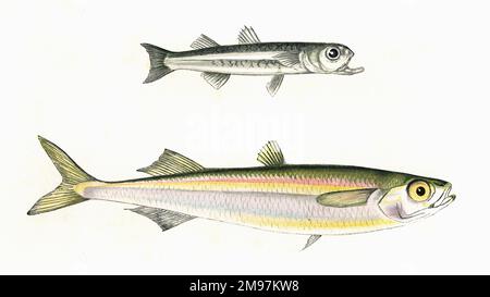 Atherina Presbyter, auch bekannt als Silverside, Smelt und Sand Smelt, und die größere Atherina Boyeri, auch bekannt als Big-Scale Sand Smelt und Boier's Atherine. Stockfoto