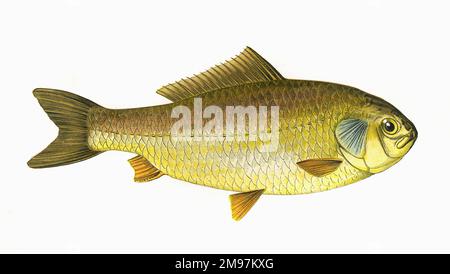 Carassius gibelio oder Preußische Karpfen, auch bekannt als Silberpreußische Karpfen und Gibel Karpfen, ein Mitglied der Familie der Cyprinidae. Stockfoto