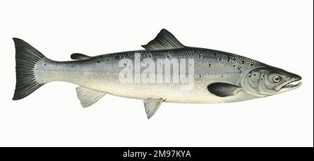 Salmo Salar oder Atlantischer Lachs. Stockfoto