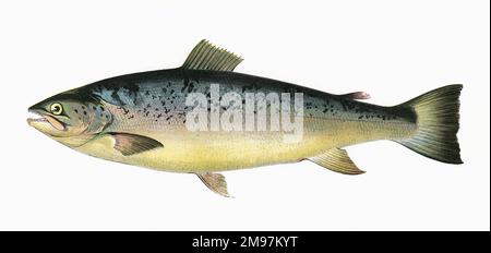 Salmo trutta oder Lachsforelle, auch bekannt als Braunforelle, aus der Familie der Salmonidae. Stockfoto