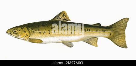 Salmo trutta, oder Braunforelle, auch bekannt als Grauforelle, Stierforelle, Seeteuff und Pugforelle, aus der Familie der Salmonidae. Stockfoto