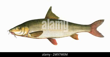 Barbus Barbus oder Common Barbel, auch bekannt als Barbus. Stockfoto