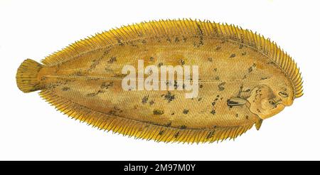 Pegusa lascaris, oder Sandsole, wird hier (verwirrend) auch als Zitronensole beschrieben. Stockfoto