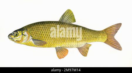 Leuciscus idus oder IDE, auch bekannt als Orfe, ein Süßwasserfisch der Familie der Cyprinidae. Stockfoto