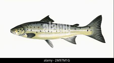 Salmo trutta oder Braunforelle, auch bekannt als Lachs-Peal, Bullenforelle und Meerforelle, aus der Familie der Salmonidae. Stockfoto