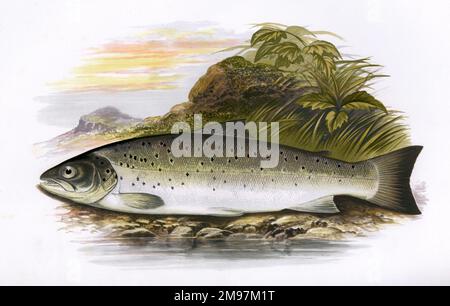 Salmo trutta oder Braunforelle, auch bekannt als Lachs-Peal, Bullenforelle und Meerforelle. Diese hier wird als Galway-Meerforelle beschrieben. Stockfoto