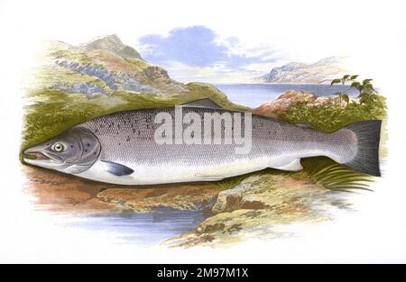 Salmo Salar oder Atlantischer Lachs (männlich), eine Süßwasser- und Meeressorte. Stockfoto