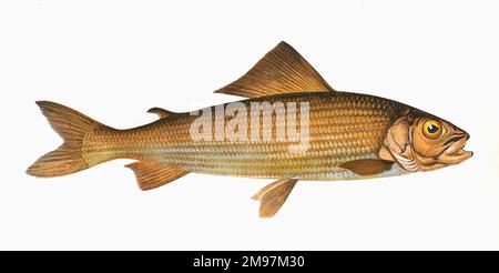 Thymallus thymallus oder Grayling, ein Süßwasserfisch der Familie der Salmonidae. Stockfoto