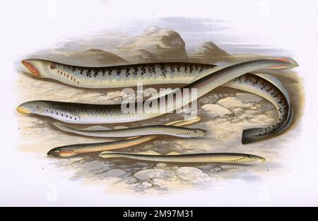 Seeaugenpree (Petromyzon marinus), Lampern (Lampetra fluviatilis oder European River lamprey), Planerlaunauge (Petromyzon planeri) und Pride (Lampetra fluviatilis oder Petromyzon branchialis, auch bekannt als European River lamprey, Mud lamprey und Blind lamprey). Stockfoto