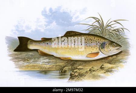 Salmo fario (Salmo trutta morpha fario) oder Forelle, auch bekannt als Braunforelle. Stockfoto
