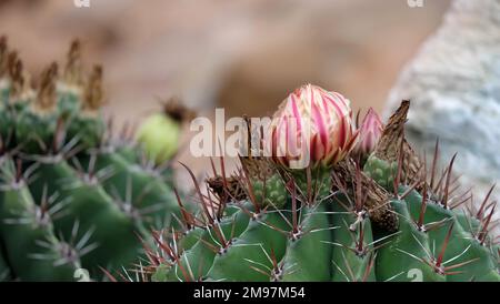 Nahaufnahme der Spitze einer Kaktuspflanze mit einer kleinen rosa-gelben Blütenknospe oben. Stockfoto