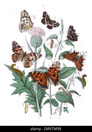 Illustration, Nymphalidae -- Vanessa Xanthomelas, Vanessa C-Album, Vanessa Cardui, Vanessa Levana (Varietät Prorsa). Bei den Pflanzen handelt es sich um die Speerdistel (Cirsium lanceolatum) und den Stachelnessel (Urtica Dioica). Stockfoto