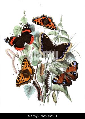 Illustration, Nymphalidae -- Vanessa Atalanta, Vanessa Antiopa, Vanessa Io, Vanessa Urticae, Vanessa Polychloros. Die Pflanzen sind Birke (Betula Alba) und Stachelnessel (Urtica Dioica). Stockfoto