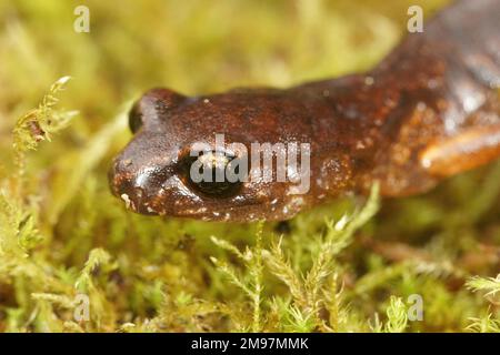 Detaillierte, natürliche Makroaufnahme einer orangefarbenen Ensatina eschscholtzii-Salamander aus Nordkalifornien auf grünem Moos Stockfoto