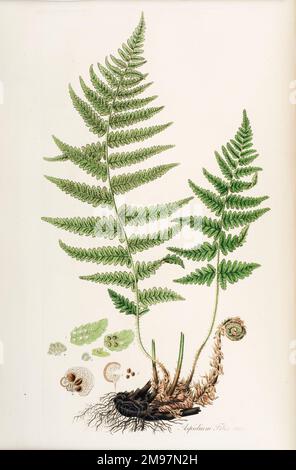 Aspidium filix Mas oder Male Shield Farn. Handfarbene Gravur von William Curtis, Flora Londiniensis; mit einer Geschichte der einheimischen Pflanzen Großbritanniens. Herausgegeben von George Graves und William Jackson Hooker (Vol. 1). Stockfoto