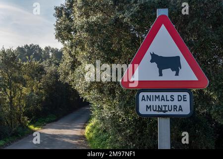 Vertikales Verkehrszeichen, das auf die Gefahr von Nutztieren auf der Straße hinweist. Insel Mallorca, Spanien Stockfoto