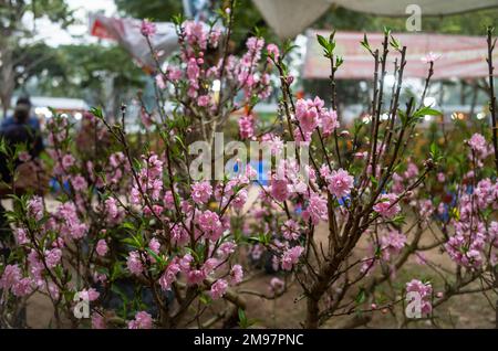 Rosa Kirschblüte auf einem Baum zum Verkauf auf einem Tet-Markt (Mondneujahr) in Hanoi, Vietnam. Stockfoto