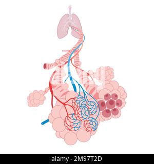 Lungenalveolen, Trachea und Bronchiole in der Lunge Stockfoto