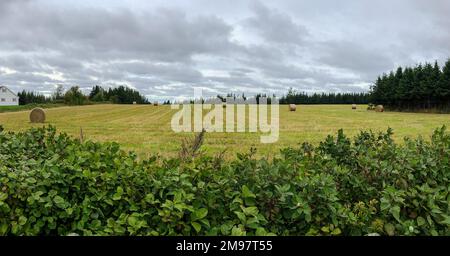Heuballen in einem Feld, Prince Edward Island, Kanada Stockfoto