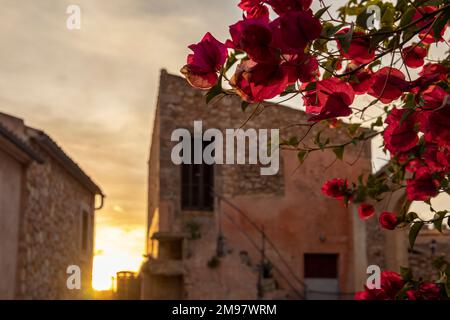 Nahaufnahme der violetten Blüten der Kletterpflanze Bougainvillea bei Sonnenuntergang in einem ländlichen Gebiet auf der Insel Mallorca, Spanien Stockfoto