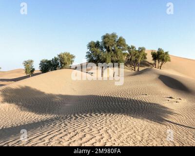 Eine malerische Aussicht auf grüne Bäume, die in Sanddünen wachsen Stockfoto