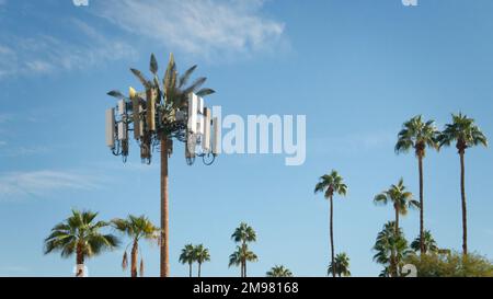 Cell Tower getarnt als Palme inmitten echter Palmen, Indian Wells, Kalifornien, USA Stockfoto