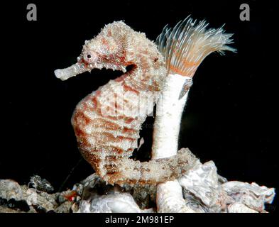 Nacktschnecke aus Zypern - Flabellina affinis Stockfoto