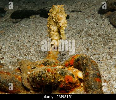 Nacktschnecke aus Zypern - Flabellina affinis Stockfoto